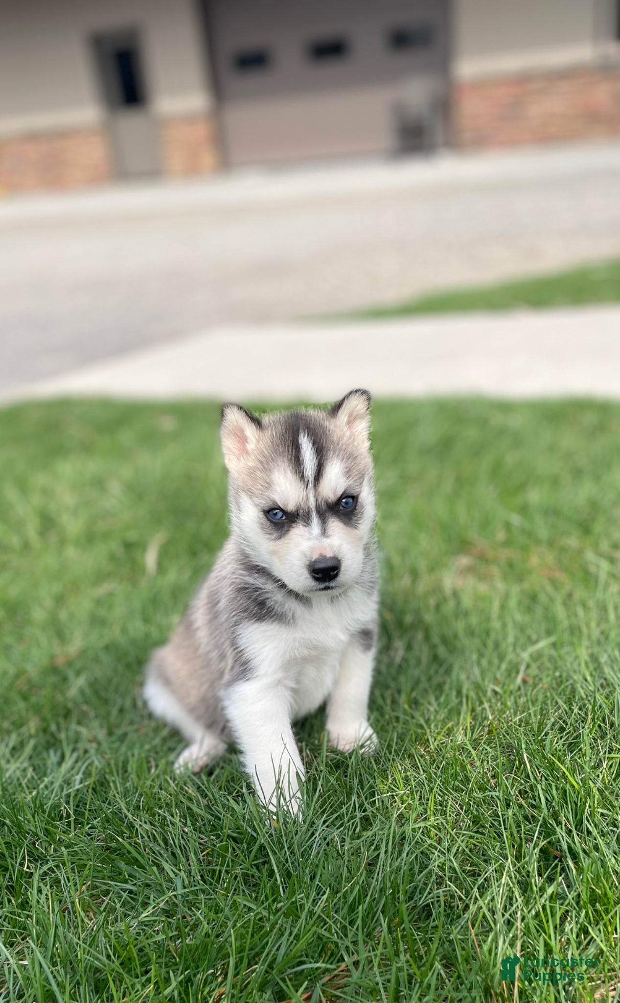 Gerberian Shepsky dogs Zeus - Ad 1