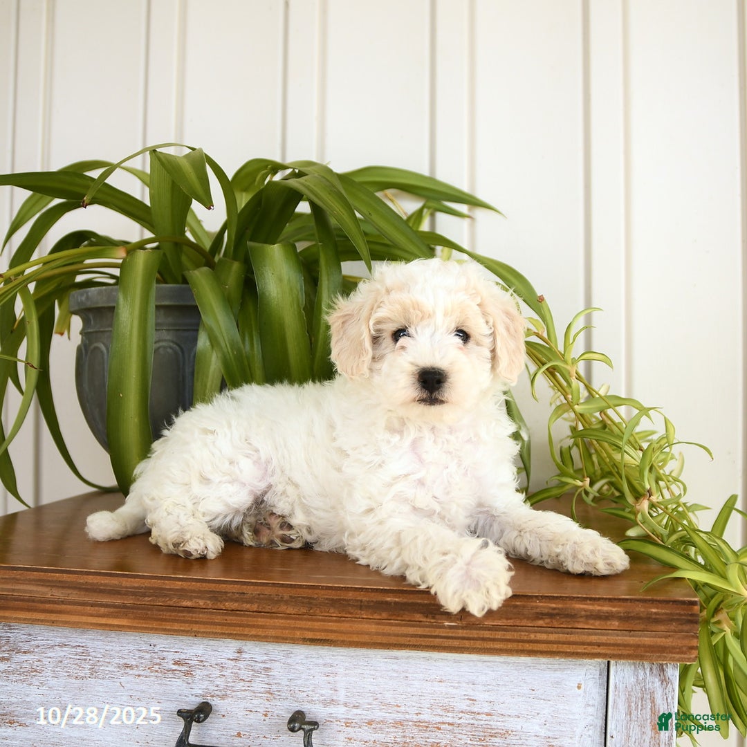 Bichpoo dogs for sale: Bravo - Ad 6