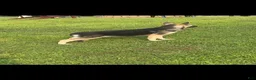 Gerberian Shepsky dogs for sale: Gerberian Shepsky 2 - Ad 3