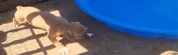 Olde English Bulldogge dogs for sale: Champ - Ad 5