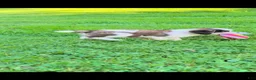 Saint Bernard dogs for sale: Betsy - Ad 3