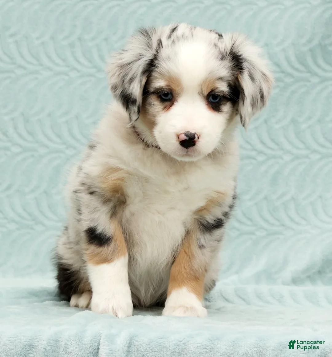 Australian Shepherd dogs for sale: Zoey - Ad 2