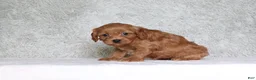 Cavapoo dogs for sale: Bella - Ad 4