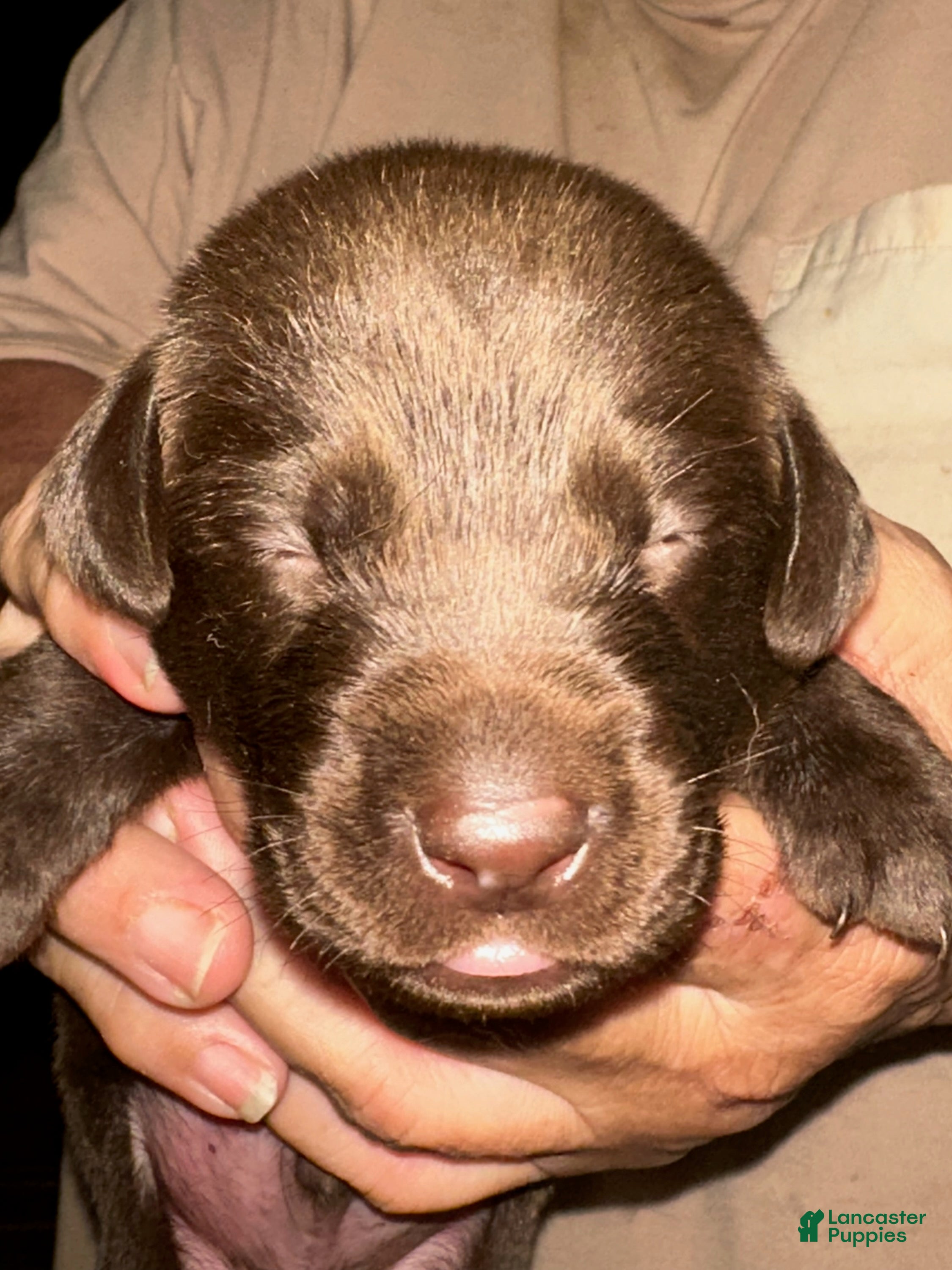 Labrador Retriever dogs Hershey - Ad 2