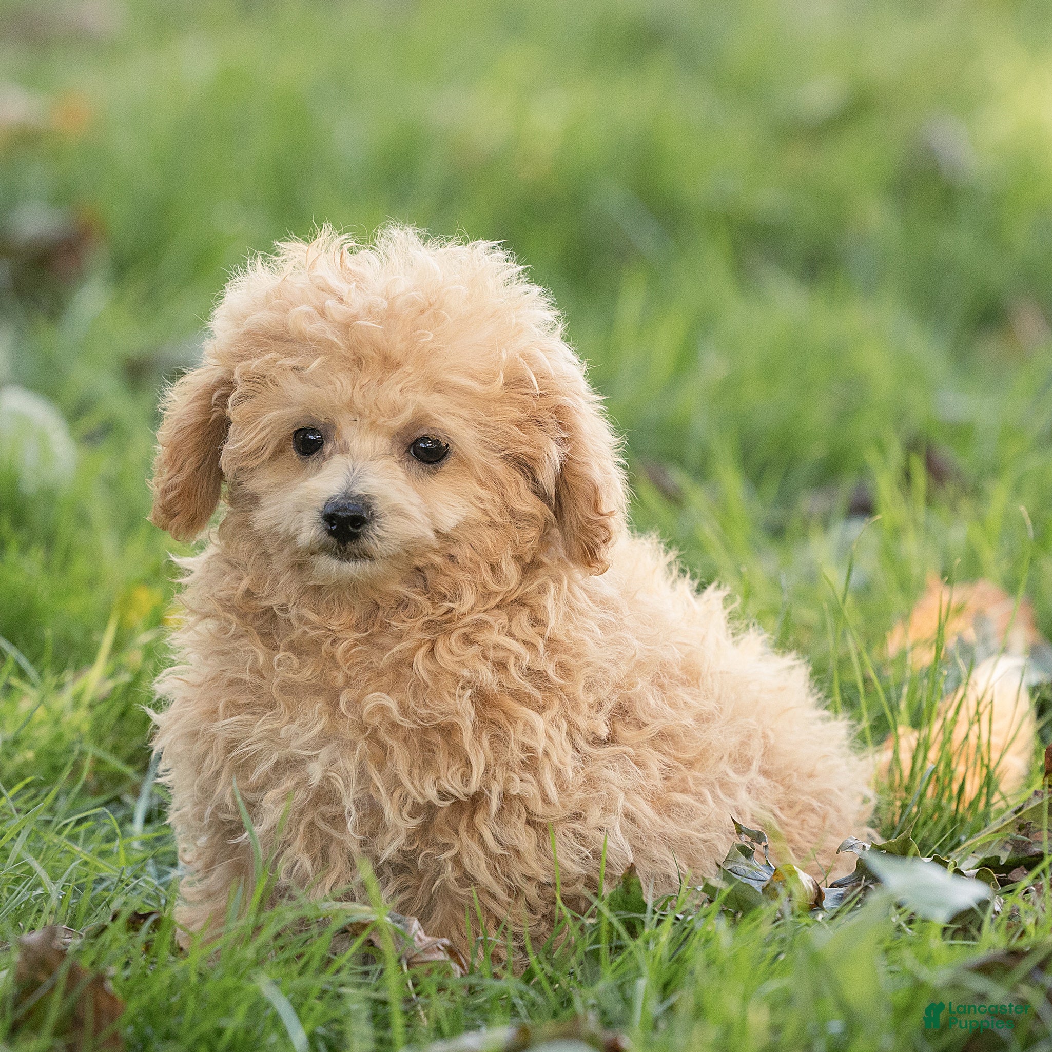 Maltipoo dogs for sale: Millie Maltipoo  - Ad 1
