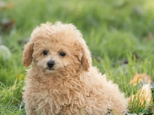Maltipoo dogs for sale: Millie Maltipoo - Ad 1