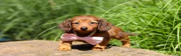Miniature Dachshund dogs for sale: Allie - Ad 9