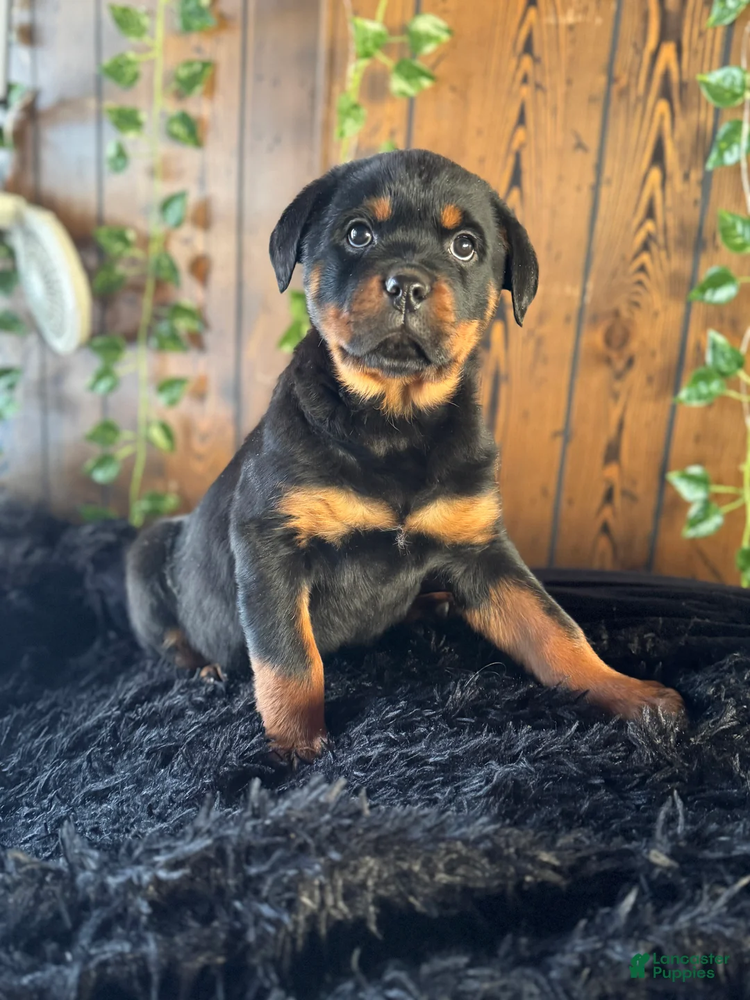 Rottweiler dogs for sale: Baby - Ad 2
