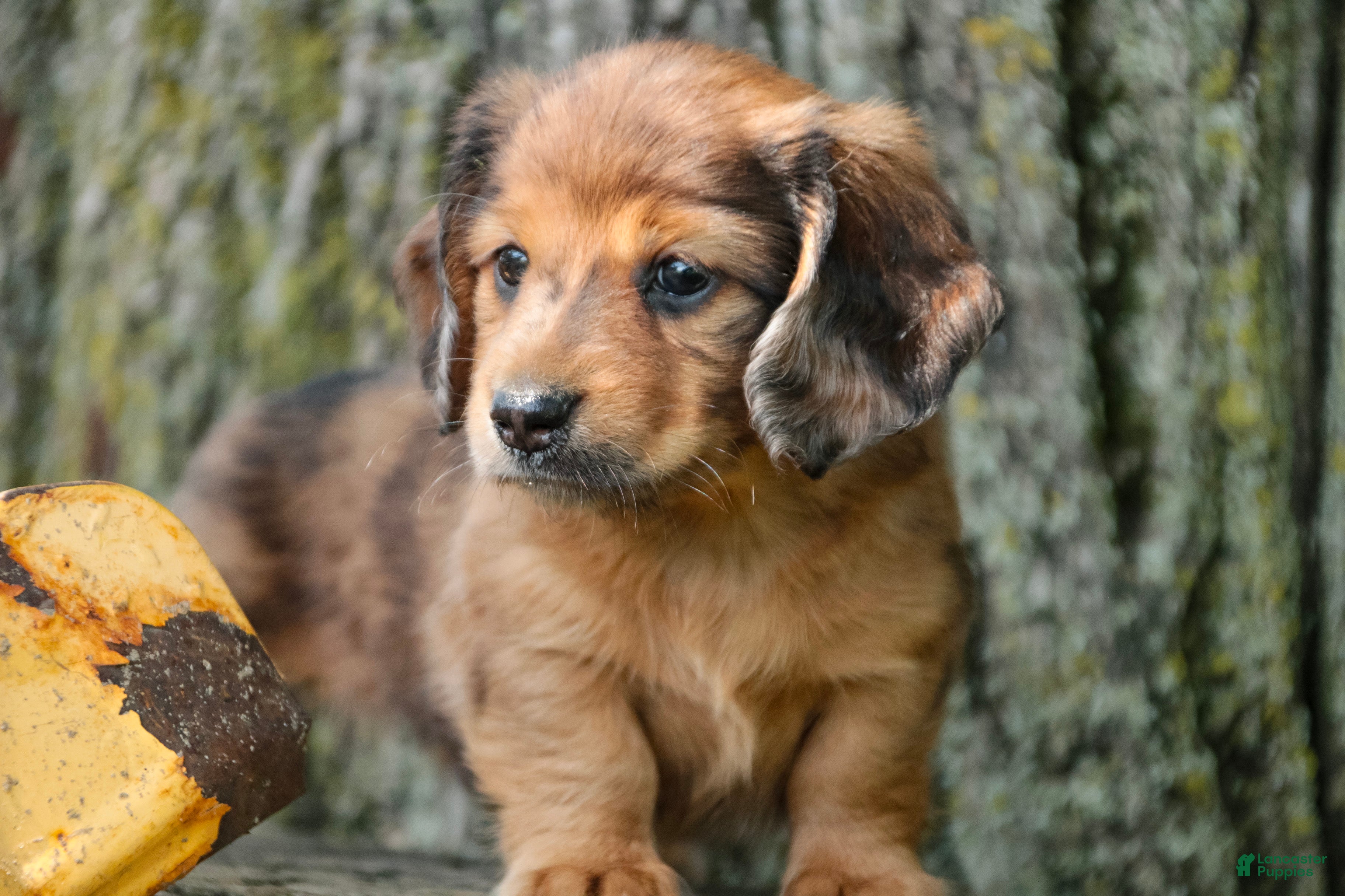 Miniature Dachshund dogs Ari Miniature Dachshund - Ad 2