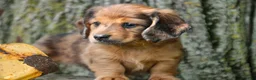 Miniature Dachshund dogs for sale: Ari Miniature Dachshund - Ad 2