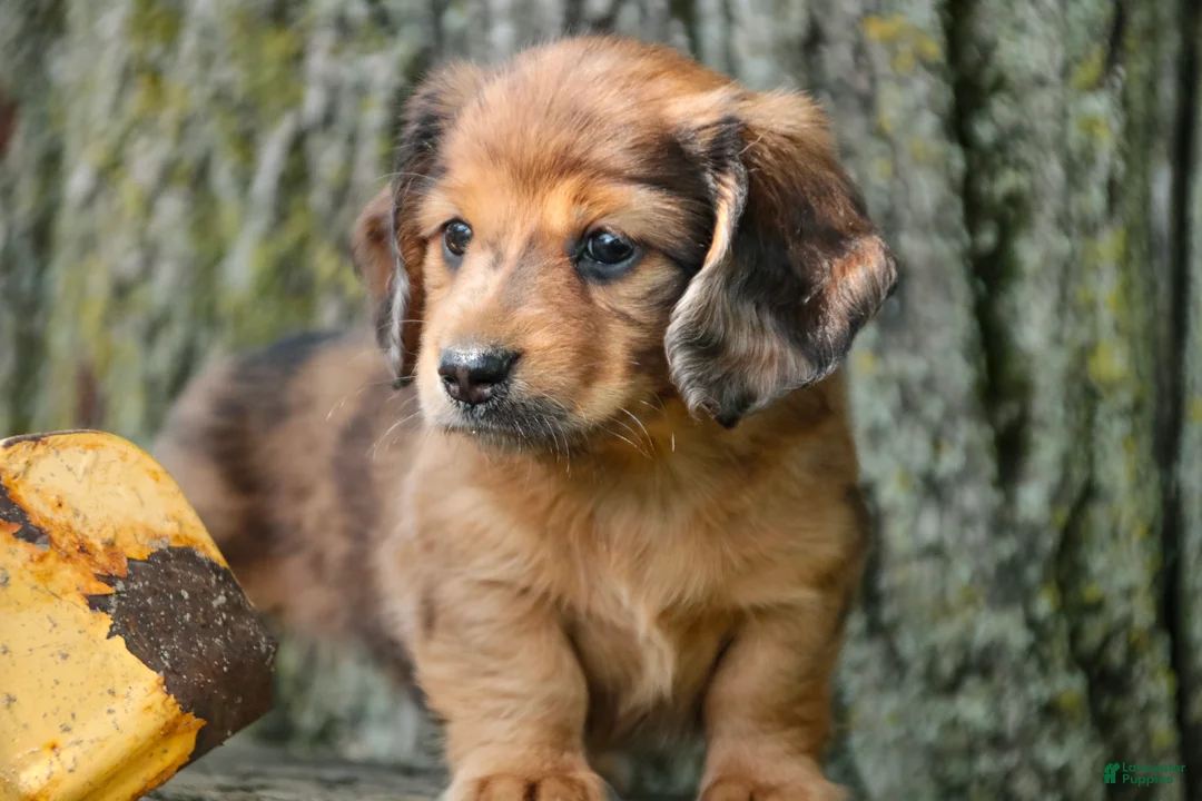 Miniature Dachshund dogs for sale: Ari Miniature Dachshund - Ad 2