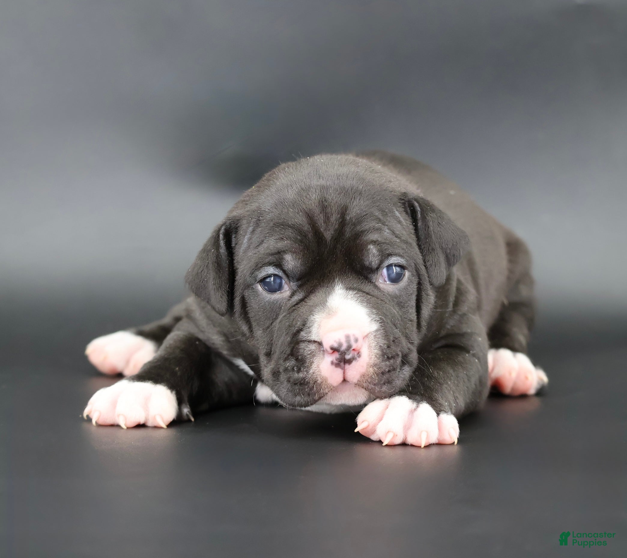 American Bully dogs Mulan - Ad 4