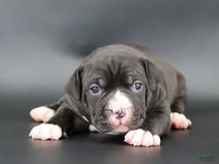 American Bully dogs Mulan - Ad 11