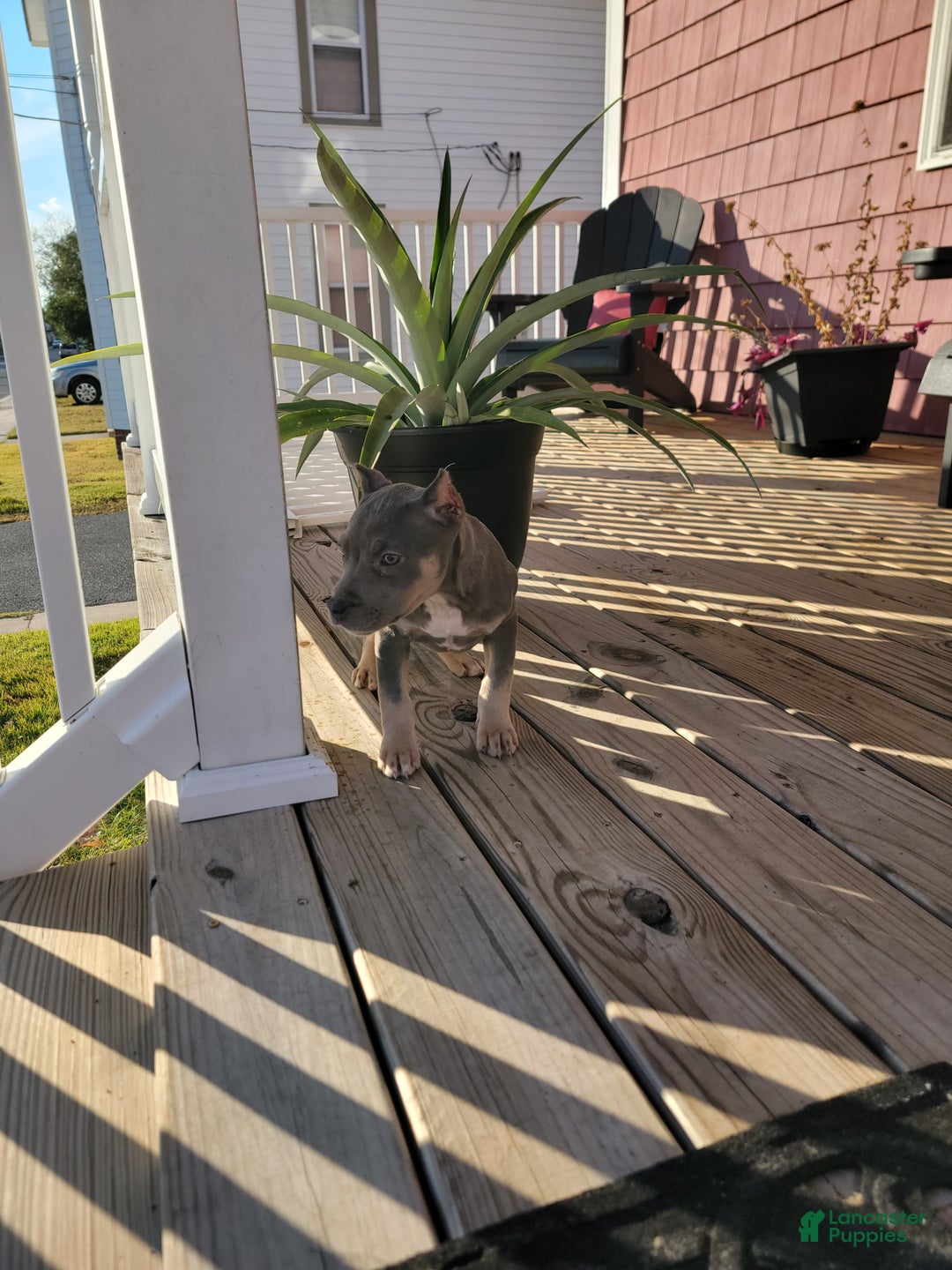 American Bully dogs for sale: American Bully Puppy 2 - Ad 8