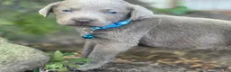 Labrador Retriever dogs for sale: Labrador Retriever 1 - Ad 5