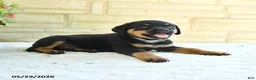 Rottweiler dogs for sale: Larenzo - Ad 1