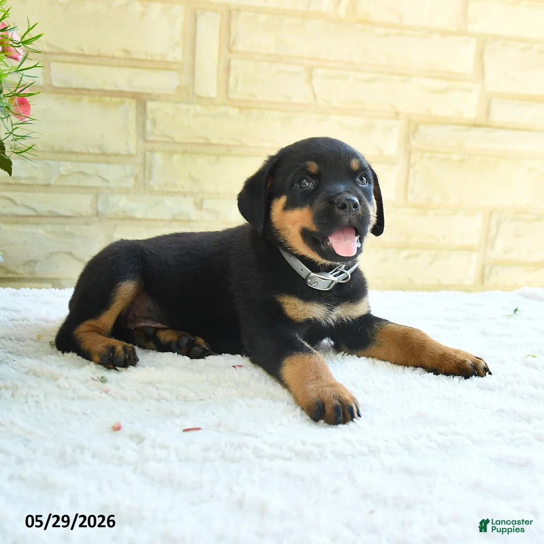 Rottweiler dogs for sale: Larenzo - Ad 1