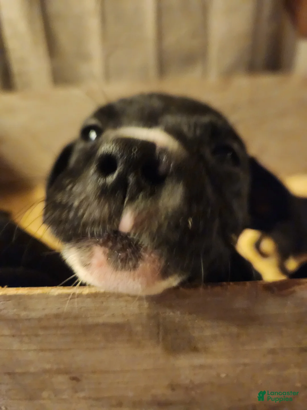 American Pit Bull Terrier dogs for sale: American Pit Bull Terrier 1 - Ad 2