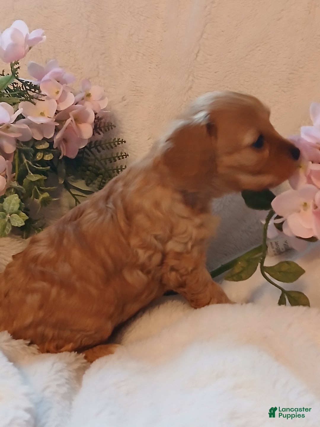 Cavapoo dogs for sale: Rosie - Ad 4