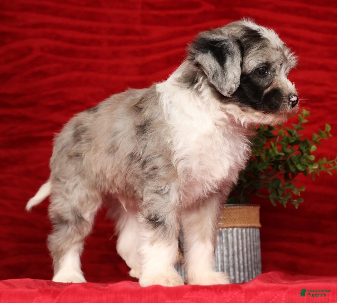 Mini Sheepadoodle dogs for sale: Roscoe - Ad 6