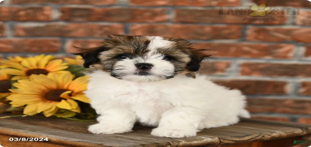 Gallery Image {{count}}