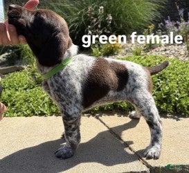 German Shorthaired Pointer dogs Green Female - Ad 1