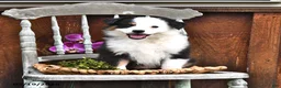 Australian Shepherd dogs for sale: Zella - Ad 1