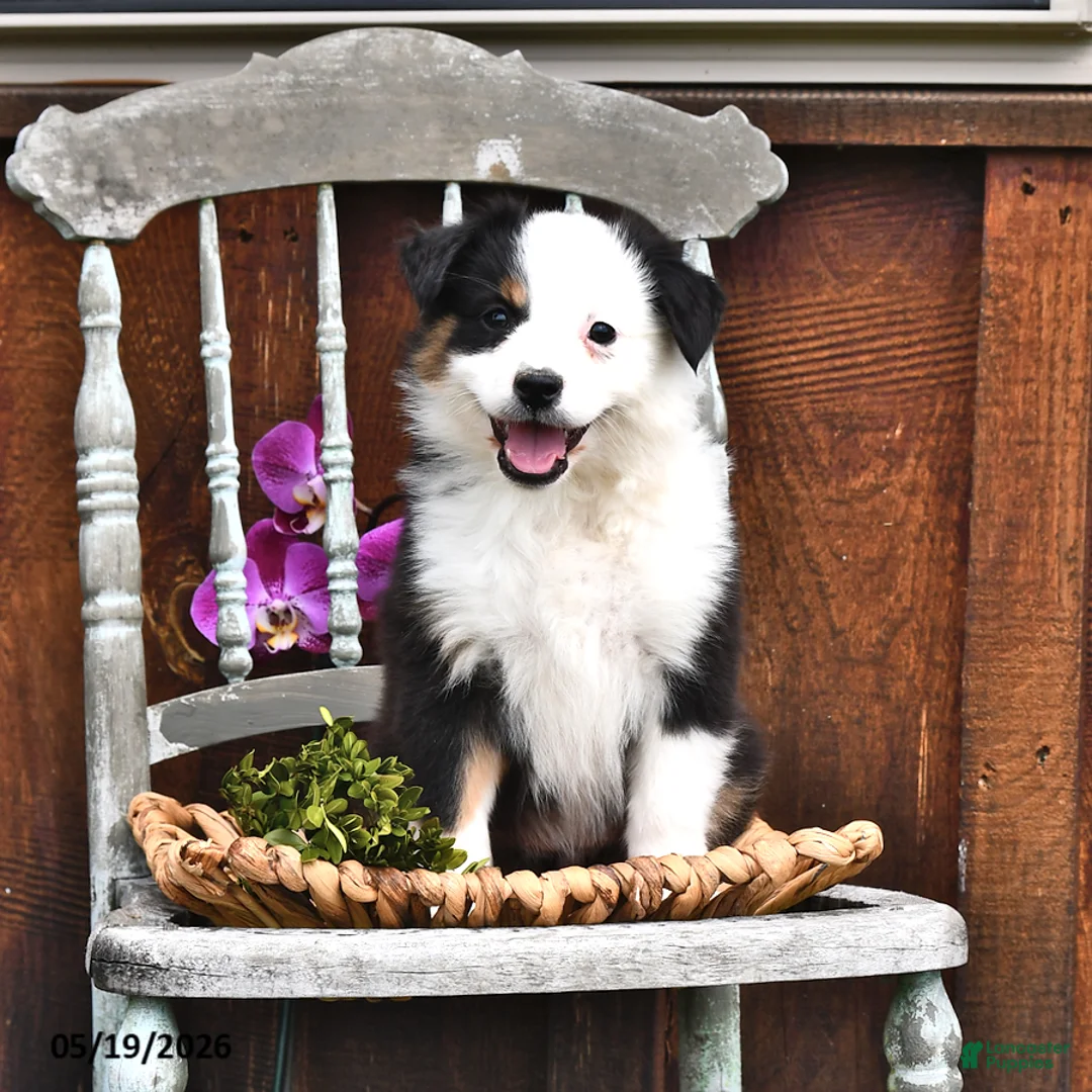 Australian Shepherd dogs for sale: Zella - Ad 1