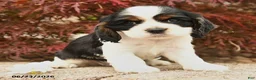 Cocker Spaniel dogs for sale: Lady - Ad 2