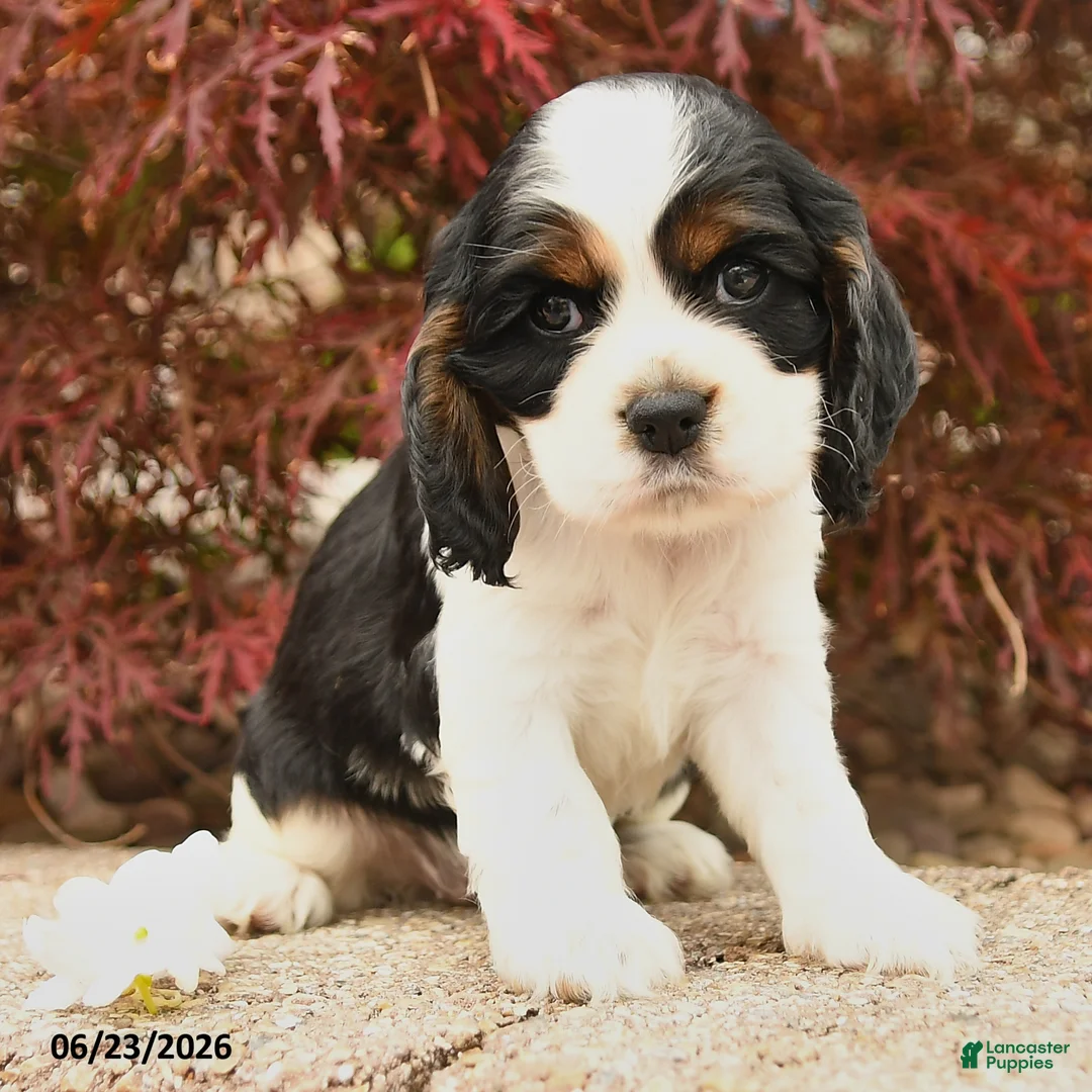Cocker Spaniel dogs for sale: Lady - Ad 2