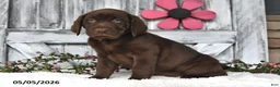 Labrador Retriever dogs for sale: Lexi - Ad 3