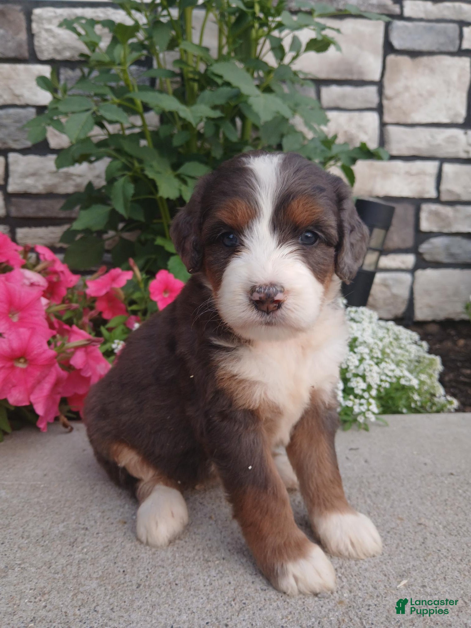 Bernedoodle dogs Lillie - Ad 1