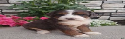 Bernedoodle dogs for sale: Lillie - Ad 1