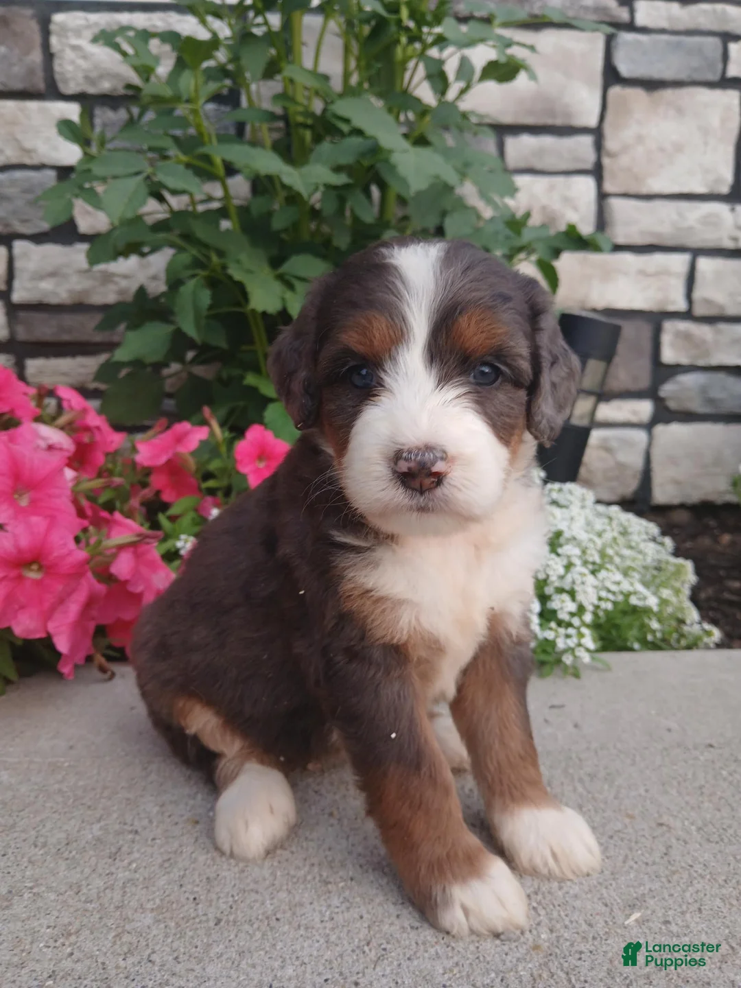 Bernedoodle dogs for sale: Lillie - Ad 1