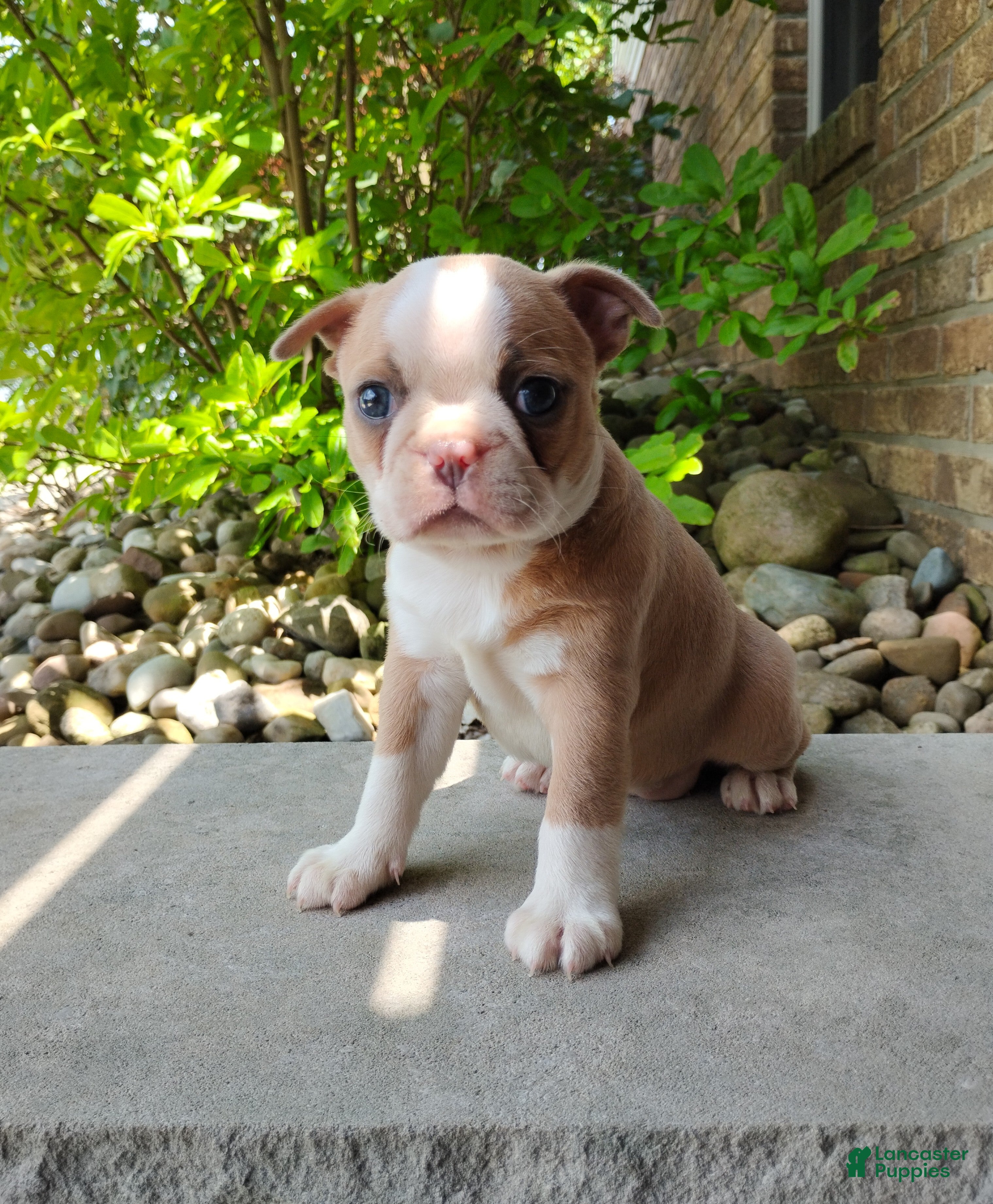Boston Terrier dogs Candy - Ad 1