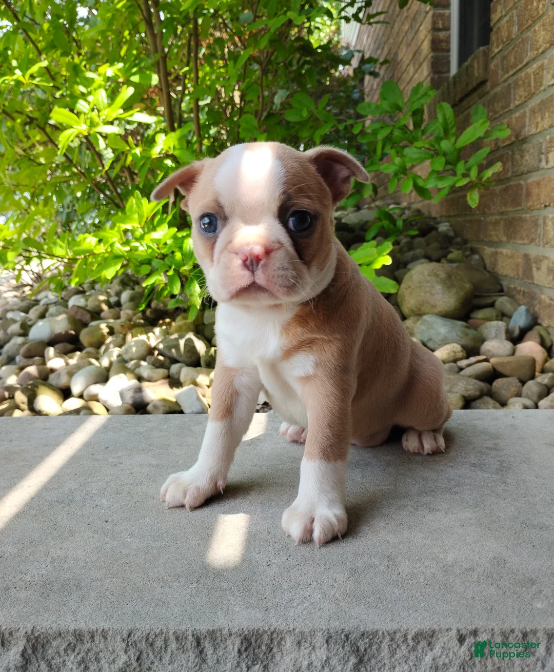 Boston Terrier dogs for sale: Candy - Ad 1