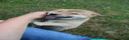 Shiba Inu dogs for sale: Doodle  - Ad 3