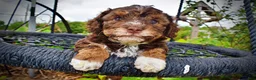 Havapoo dogs for sale: Vixen - Ad 13