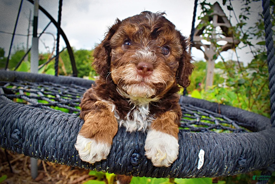 Havapoo dogs for sale: Vixen - Ad 13