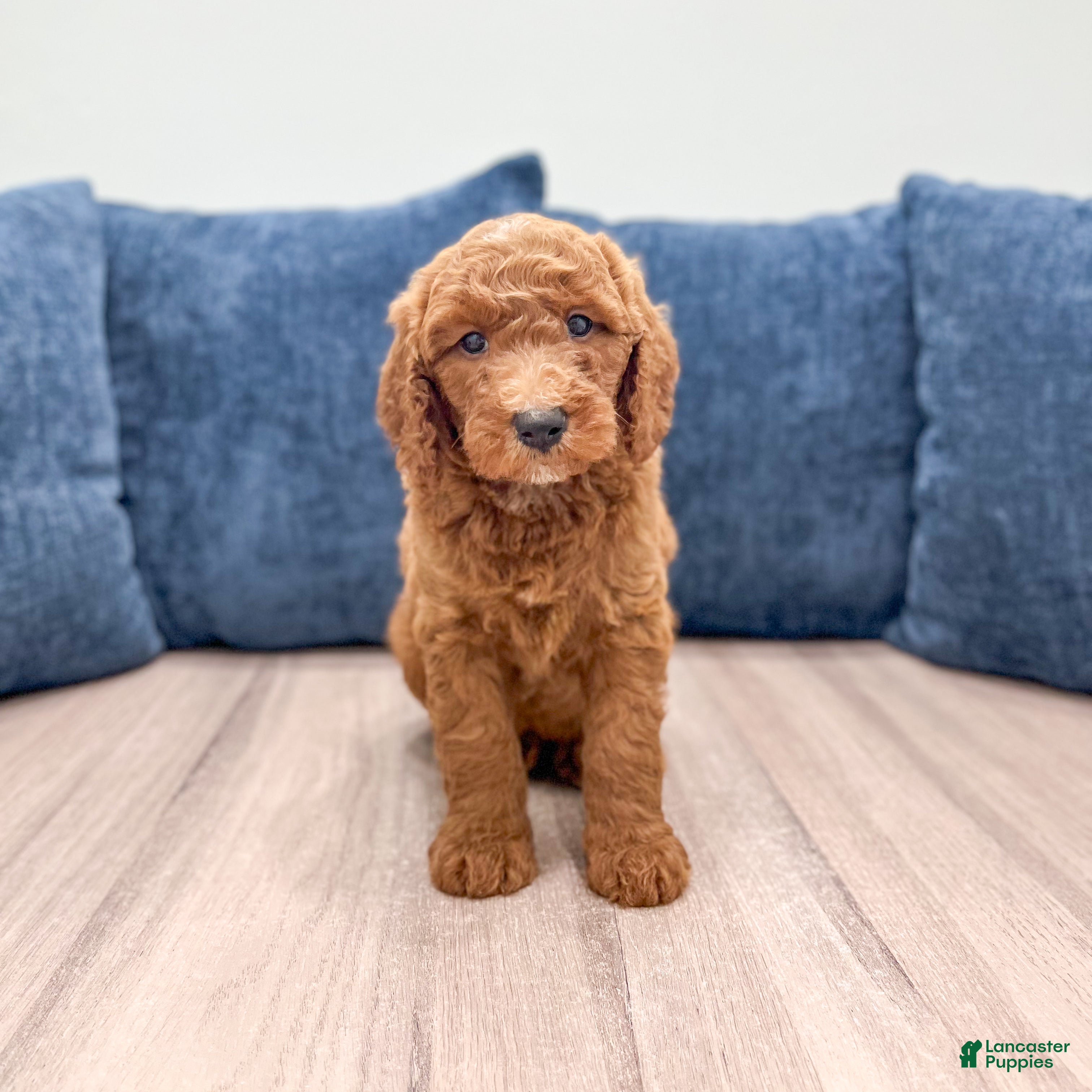 Mini Goldendoodle dogs Max - Ad 1