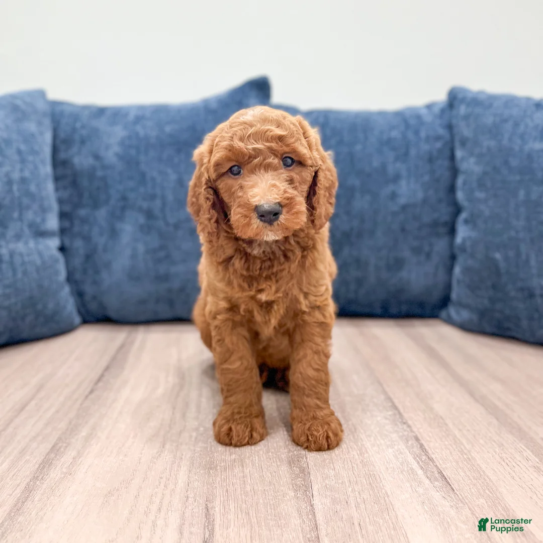 Mini Goldendoodle dogs for sale: Max - Ad 1
