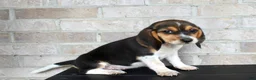 Beagle dogs for sale: Buttercup  - Ad 6