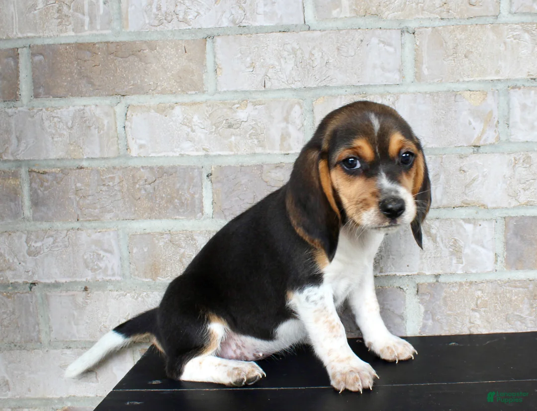 Beagle dogs for sale: Buttercup  - Ad 6