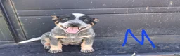 Australian Cattle Dog dogs for sale: Australian Cattle Dog 3 - Ad 1