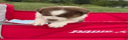 Australian Shepherd dogs for sale: Cutie - Ad 4