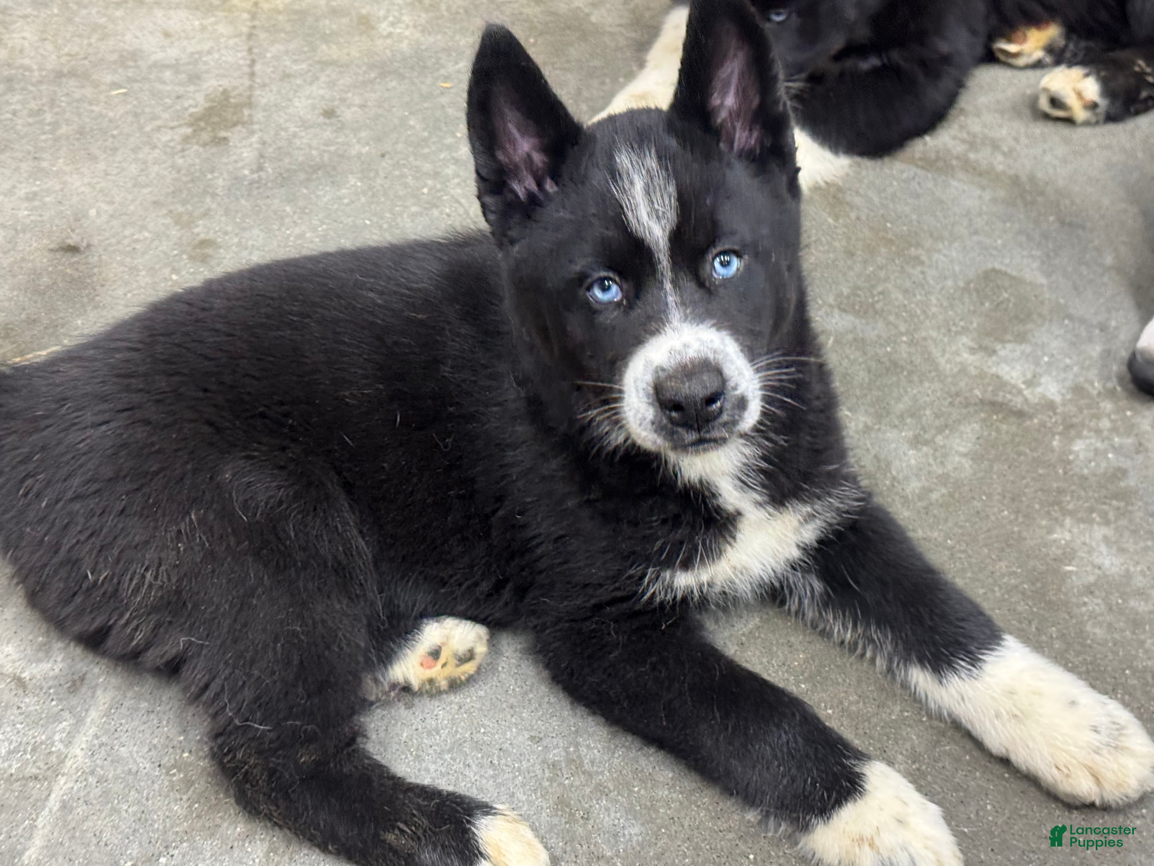 Siberian Husky dogs Giblet - Ad 28