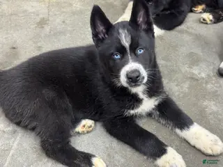 Siberian Husky dogs Giblet - Ad 28