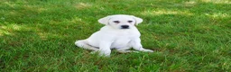 Labrador Retriever dogs for sale: Percival  - Ad 4