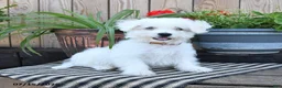 Mixed Breed dogs for sale: Elias - Ad 4