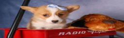 Welsh Corgi Pembroke dogs for sale: Barry🐾 - Ad 4